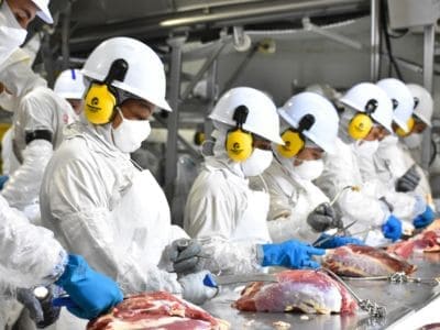 Chiller para frigorífico bovino